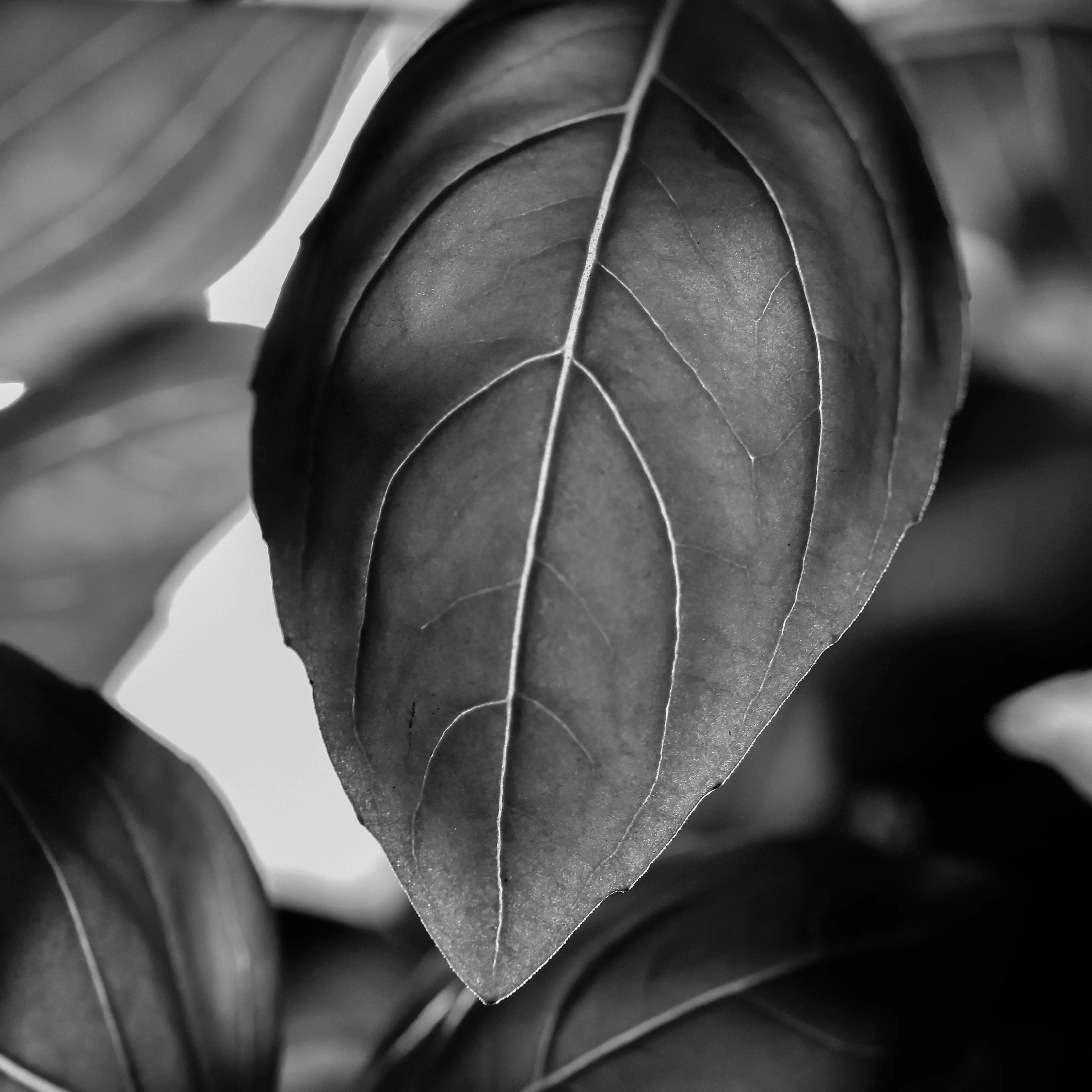 Close-up of a basil leaf with a blurred background