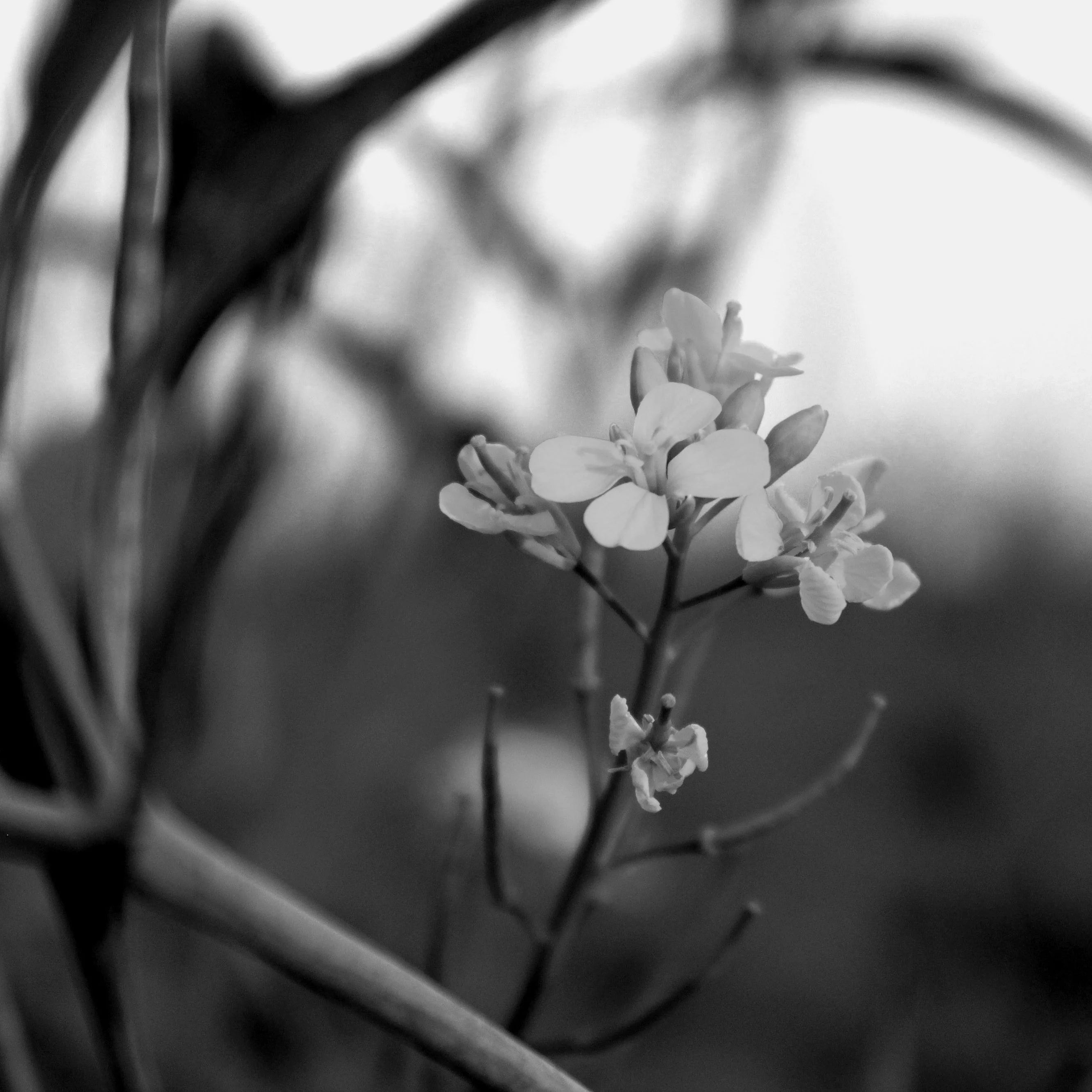 Black and white photo of a small cluster of flowers with blurred background