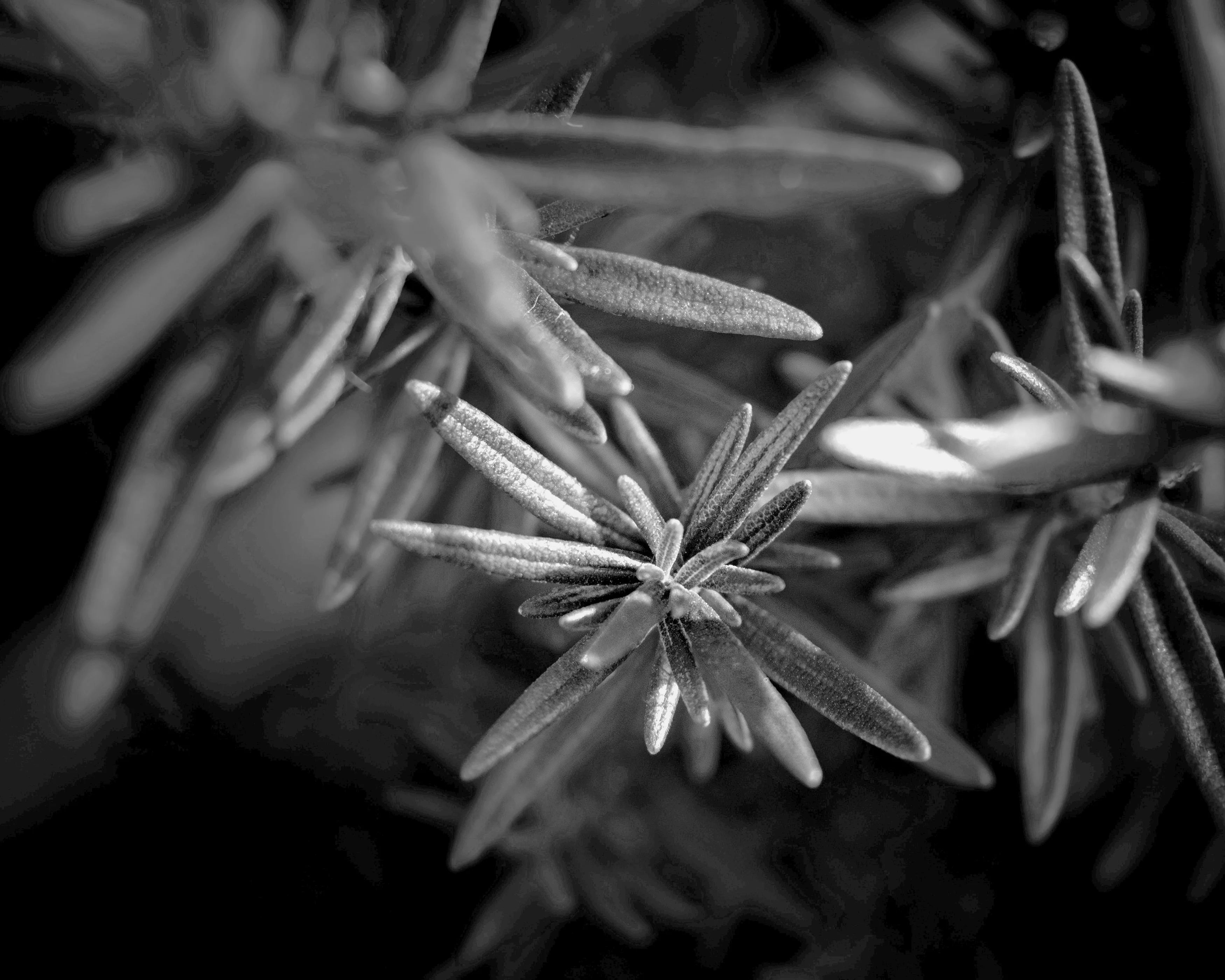 Close-up of rosemary leaves with a black and white filter