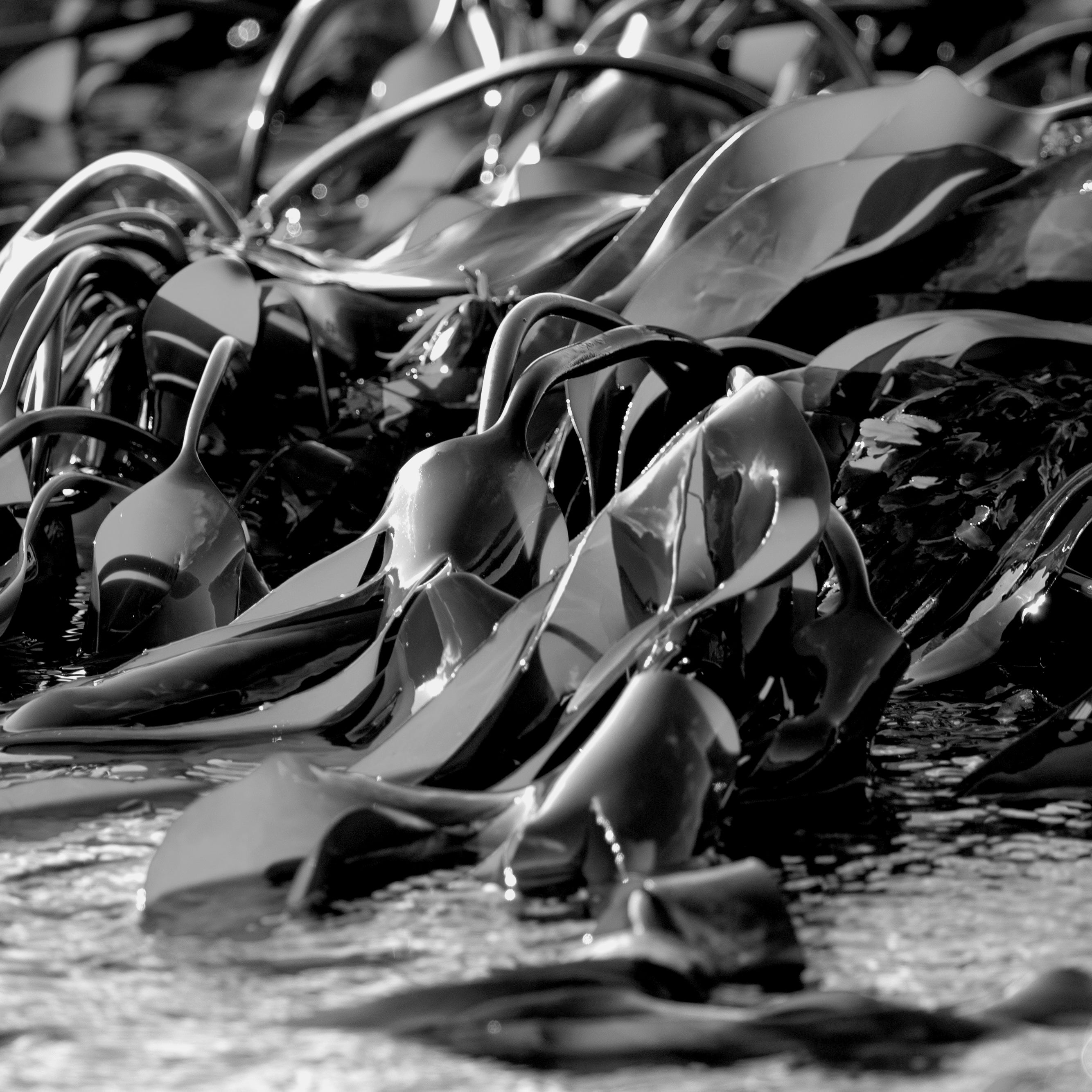 This ingredient will allow you to appreciate your favourite gins in entirely new ways! Seaweed has that lovely briny salinity from the sea and rather than overpowering gin, it magnifies the flavours and nuances of the botanicals. Seaweed is full of umami, sometimes called the fifth taste element. It provides a satisfying savoury note, and adds a rich fullness to the gin it accompanies. We use Seaweed hand-harvested from the wild shores of Scotland.