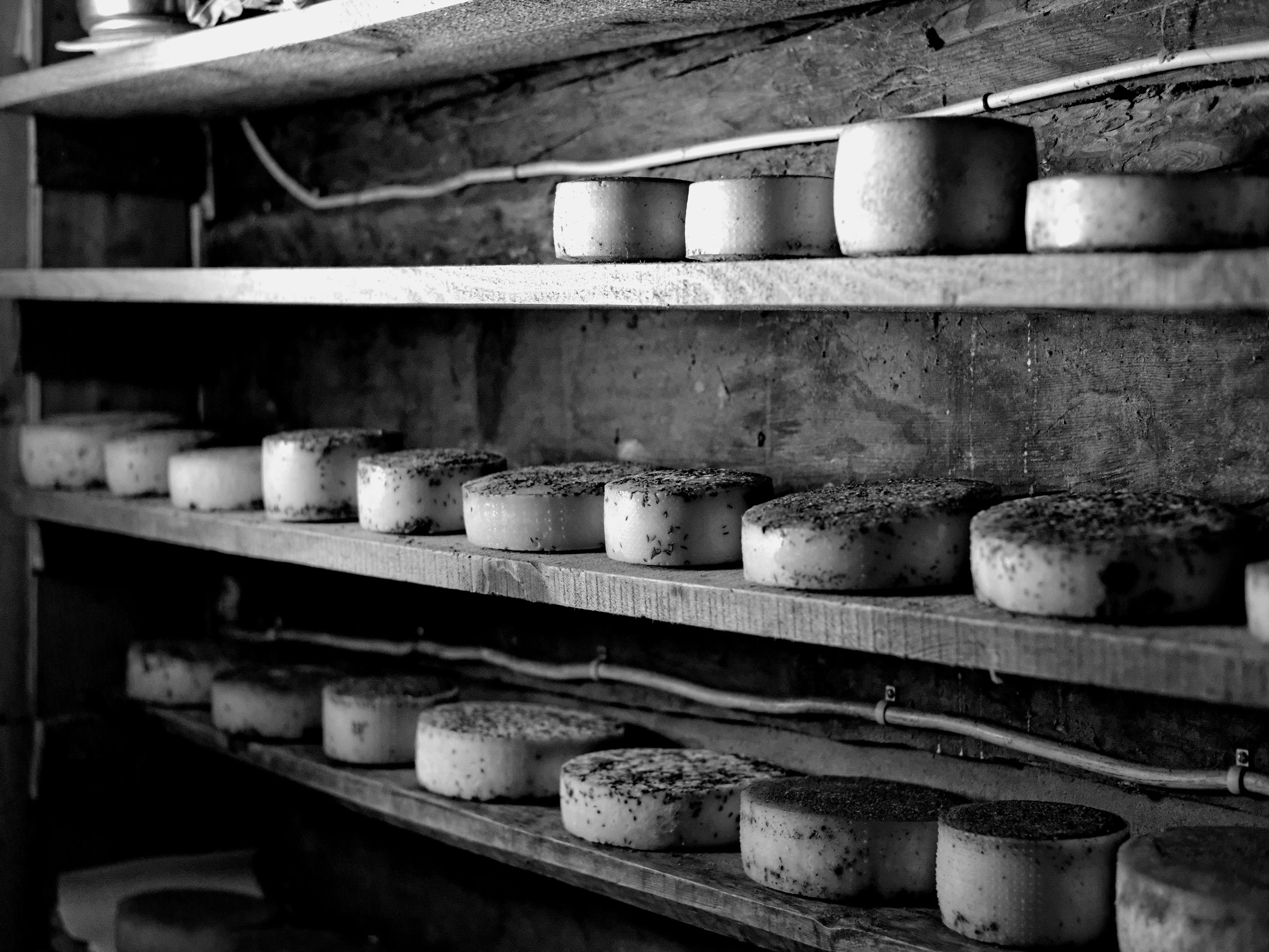 Shelves with rows of cheese wheels in a cheese factory.